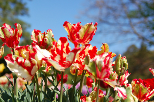 red and yellow parrot tulips