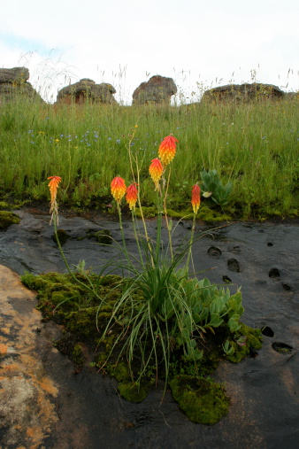 Lesotho provides an array of plant species