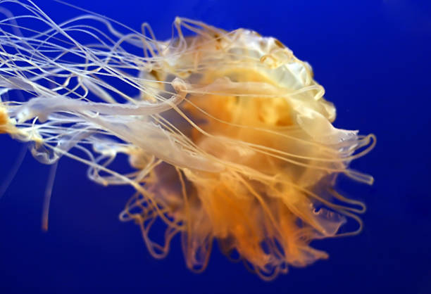 istock Sea Nettle Tentacles: Chrysaora Quinquecirrha 172722741