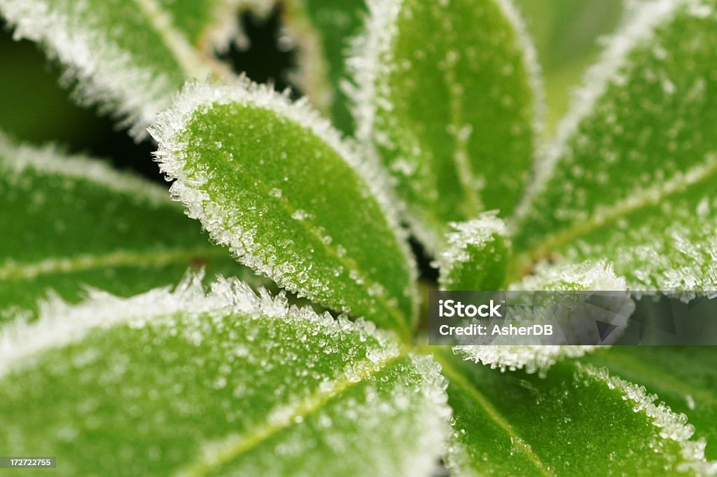 Frost coberta de jasmim - Foto de stock de Congelado royalty-free