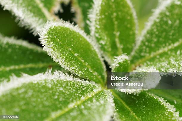 Foto de Frost Coberta De Jasmim e mais fotos de stock de Congelado - Congelado, Cristal, Cristal de Gelo