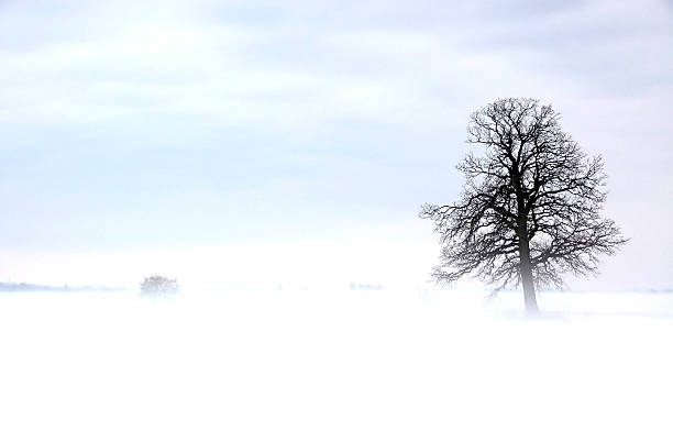 istock Lone Tree in winter fog 172722761