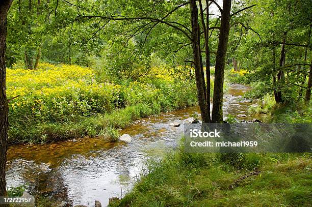 Forest River Ilz Stock Photo - Download Image Now - Bavarian Forest, Bush, Flower