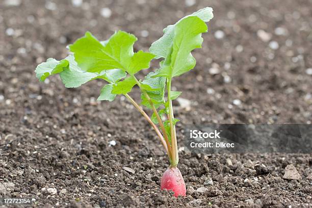 Ravanello Divisione - Fotografie stock e altre immagini di Agricoltura - Agricoltura, Alimentazione sana, Bellezza