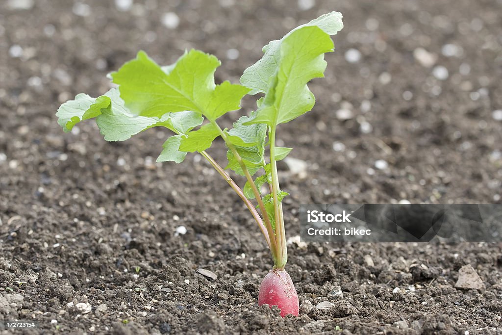 大根植物 - アブラナ科のロイヤリティフリーストックフォト