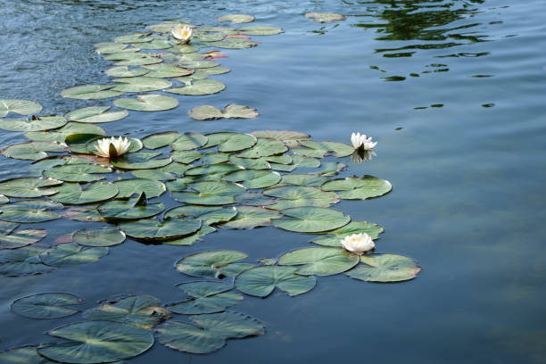 Small lake or pond with beautiful water lily flowers. Template for design.