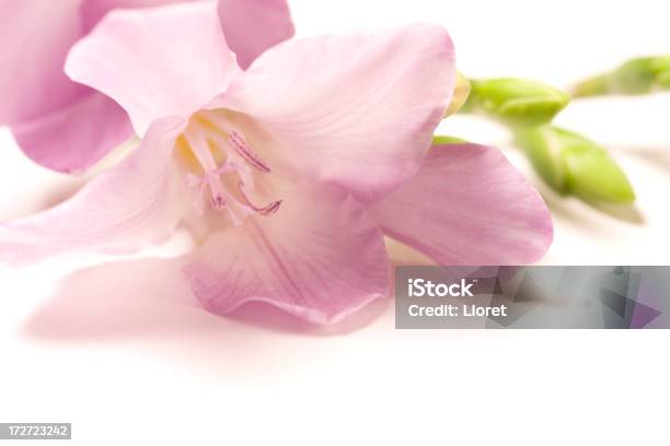 Photo libre de droit de Fleurs Sur Blanc banque d'images et plus d'images libres de droit de Amour - Amour, Beauté, Beauté de la nature