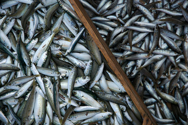 istock Pile of Silver Fish Two Sizes 172723245