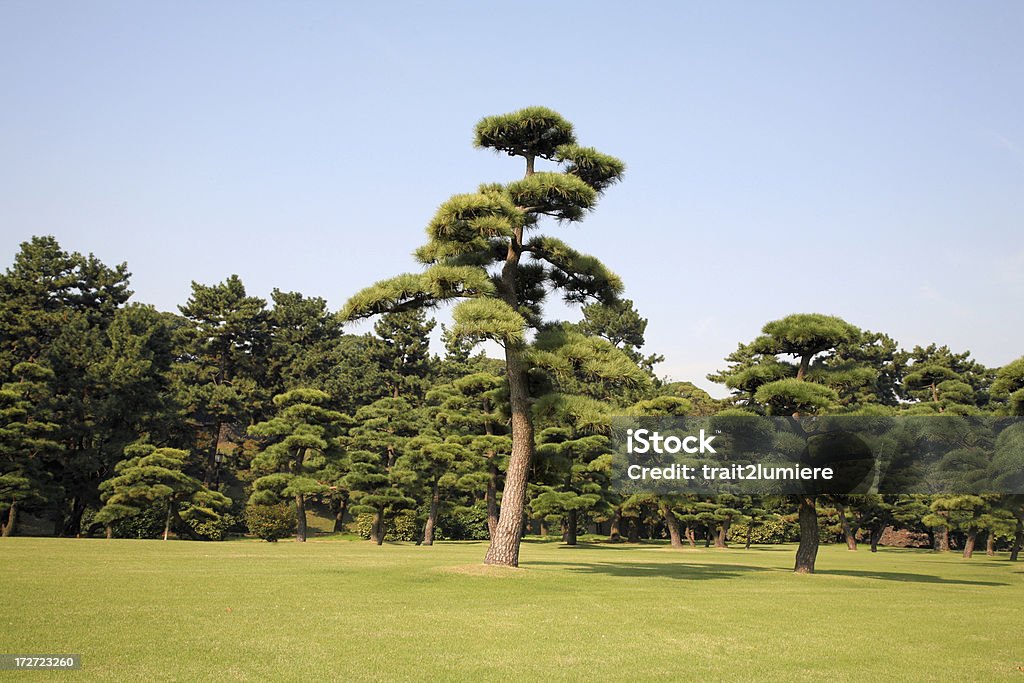 Alberi di Tokyo, Giappone - Foto stock royalty-free di Pino domestico