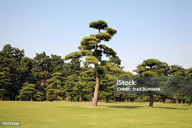 Alberi Di Tokyo Giappone - Fotografie stock e altre immagini di Pino domestico - Pino domestico, Giappone, Albero