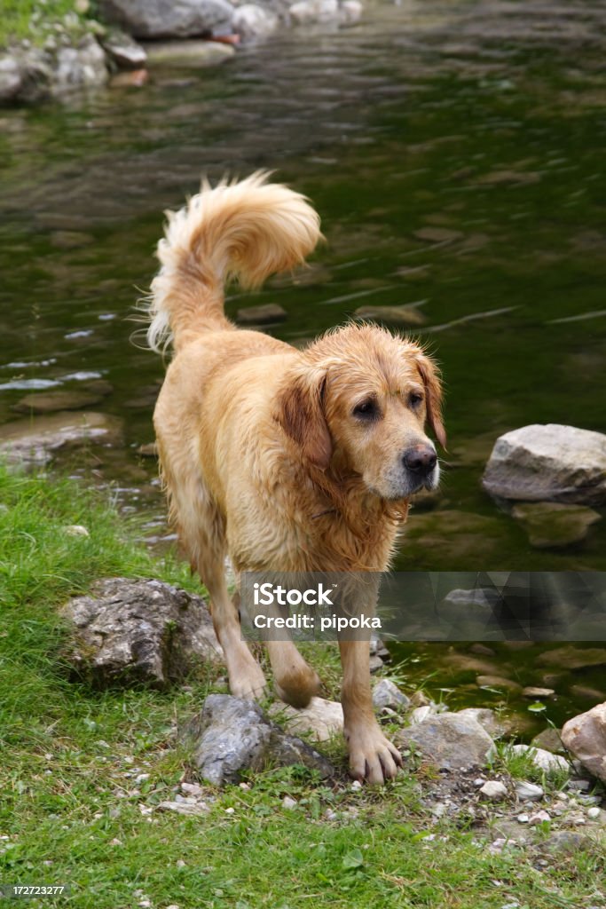 Pies po pływaniu - Zbiór zdjęć royalty-free (Biszkoptowy labrador)