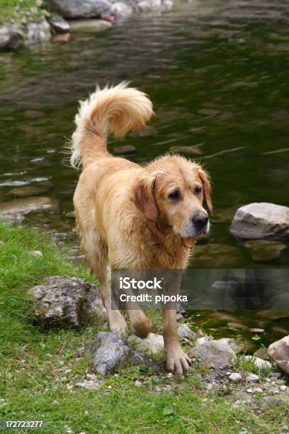 Pies Po Pływaniu - zdjęcia stockowe i więcej obrazów Biszkoptowy labrador - Biszkoptowy labrador, Fajny, Fotografika