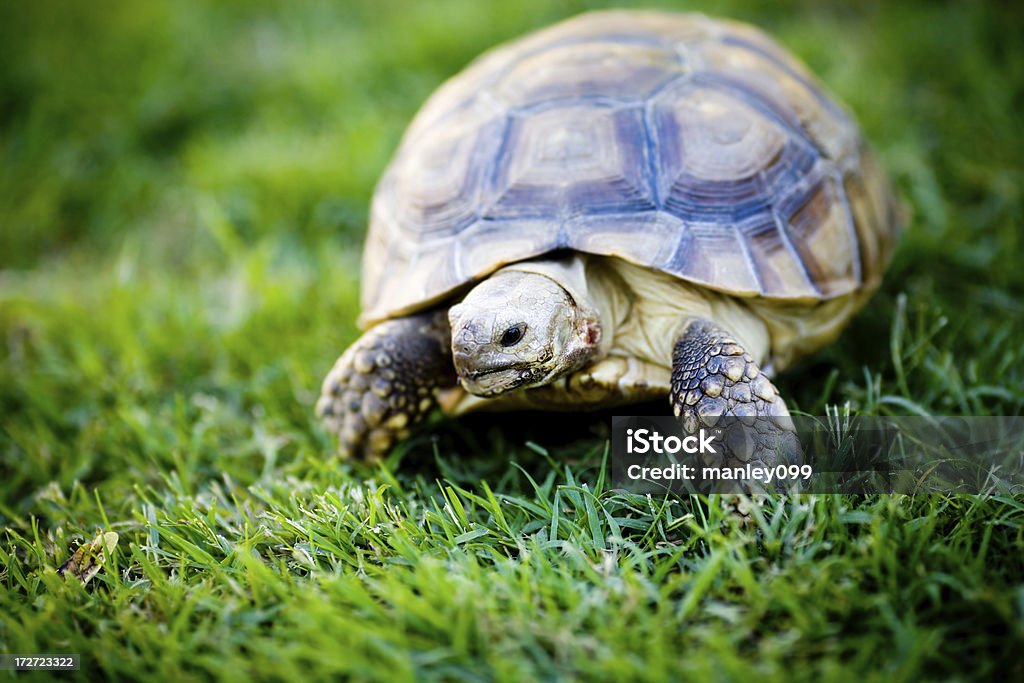 young turtle looking for food Activity Stock Photo