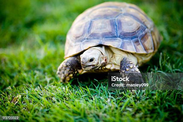 Young Turtle Looking For Food Stock Photo - Download Image Now - Activity, Animal, Animal Scale