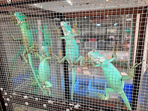 Selling Iguana pets in cage - Bangkok Pet shop.