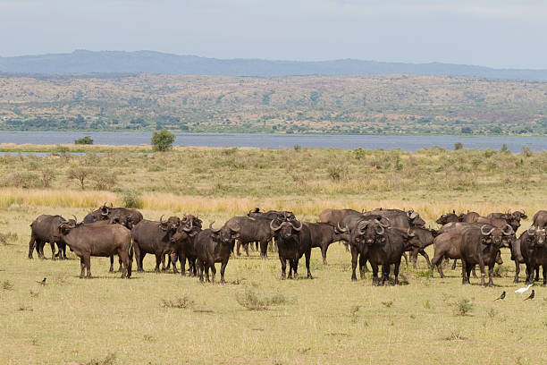 istock Buffaloes in Murchison Falls NP 172723415