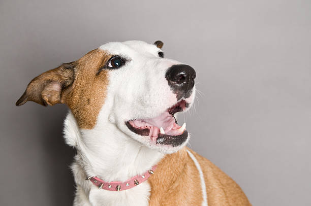 Bull Terrier Sonriendo - foto de stock