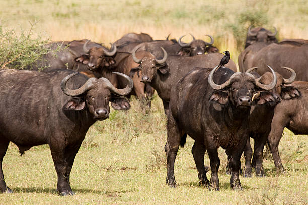 istock Buffaloes in Murchison Falls NP 172723425
