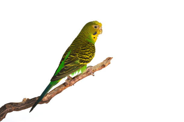 istock Beautiful green Budgerigar bird 1727234530