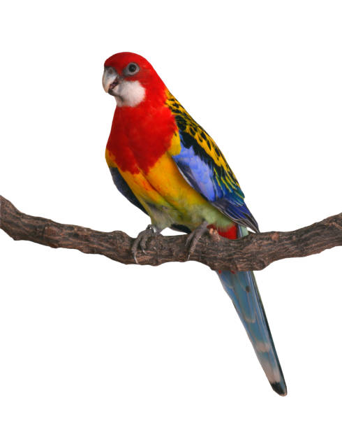 istock Eastern Rosella Parrot bird 1727234550
