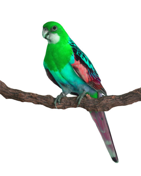istock colorful Parrot bird 1727235094