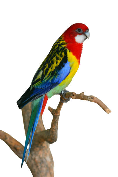 istock Eastern Rosella Parrot bird 1727236141