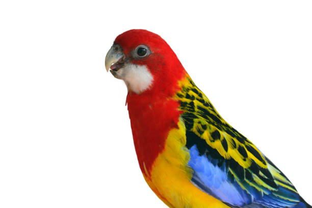 istock Eastern Rosella Parrot bird 1727236650