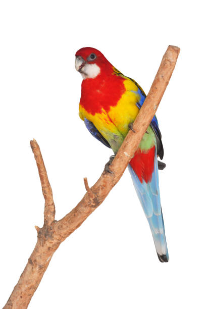 istock Eastern Rosella Parrot bird 1727236653