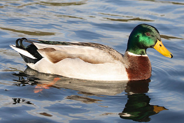 Mallard Drake on the Water stock photo