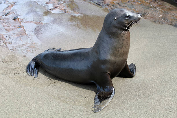 istock Galapagos Sea Lions Basking on Beach, Galapagos islands, Ecuador 172723785