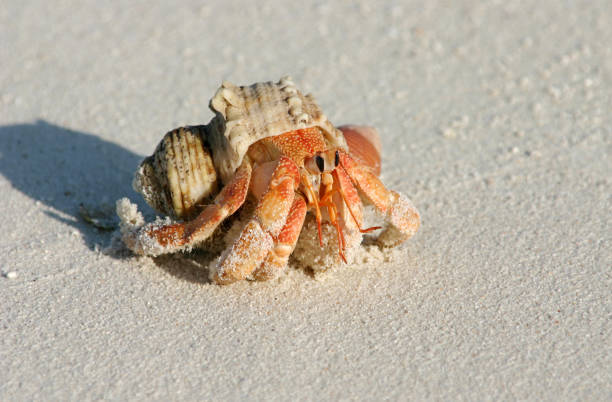 istock Cancer on the beach 172723789