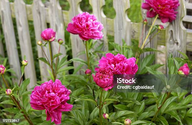 핑크 Peonies 0명에 대한 스톡 사진 및 기타 이미지 - 0명, 게이트, 관목