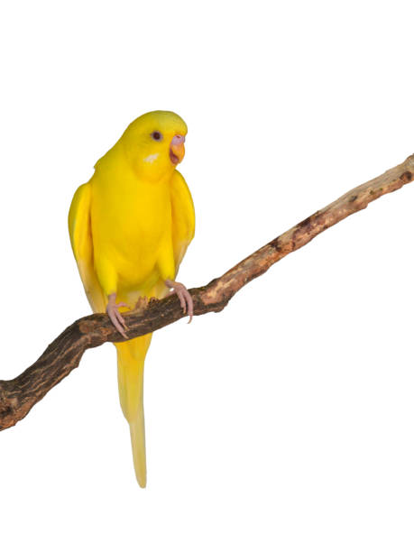 istock Beautiful yellow Budgerigar bird 1727238740