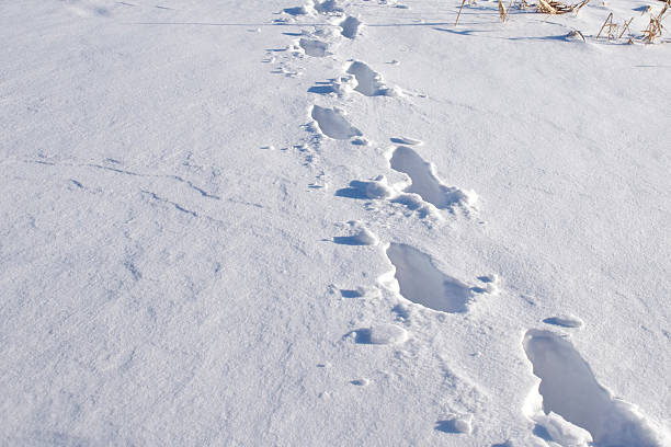 istock Footsteps Tracked in the Snow 172724096