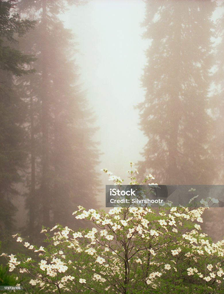Cornus fiori in nebbia - Foto stock royalty-free di Abbondanza
