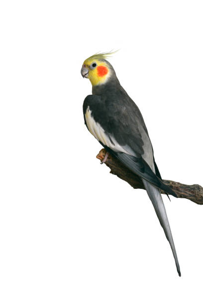 istock Beautiful Cockatiel bird 1727241963