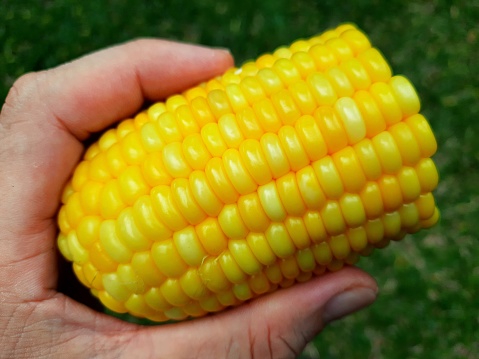 Hand holding Corn on the cob - green background.