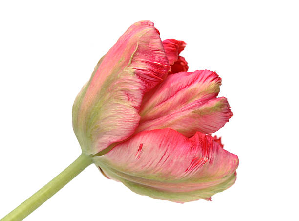 This parrot tulip looks almost like painted due to the brightly lit effect.