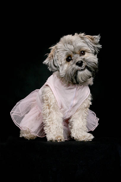 istock Little ballerina 172724212