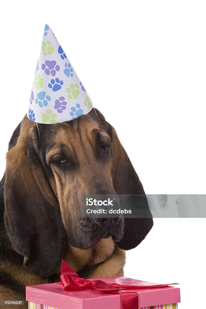 Festa de Aniversário - Royalty-free Bloodhound Foto de stock