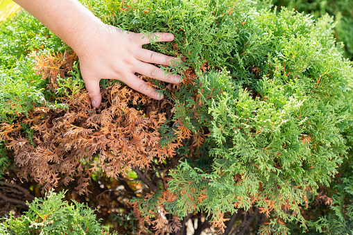 Hands of a gardener, who is removing dry yellow branches of thuja trees. Close-up.