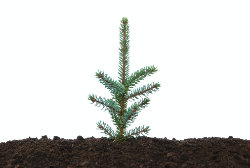 Baby Pine tree planted in organic dirt.PLEASE CLICK ON THE IMAGE BELOW TO SEE MY SEEDLINGS LIGHTBOX: