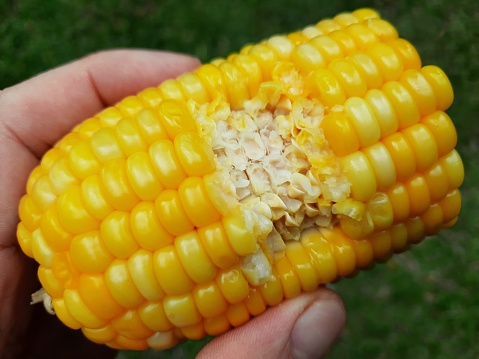 Bitten Corn on the cob.
