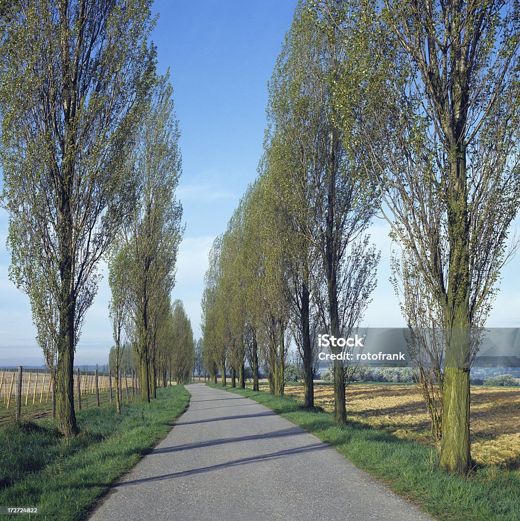 Avenue of poplars, poplar gesäumten Straße (Bild-Größe XXXL - Lizenzfrei Boulevard Stock-Foto