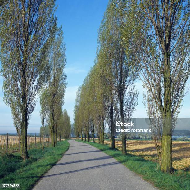 Avenue Of Poplars Poplar Gesäumten Straße Bildgröße Xxxl Stockfoto und mehr Bilder von Boulevard