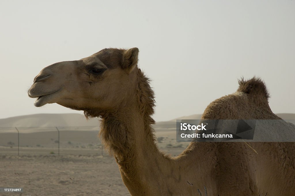 Camel-Profil - Lizenzfrei Beige Stock-Foto