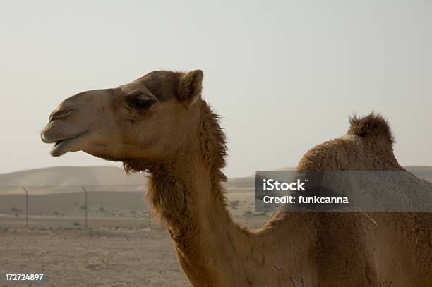 Camelprofil Stockfoto und mehr Bilder von Beige - Beige, Dromedar, Einzelnes Tier