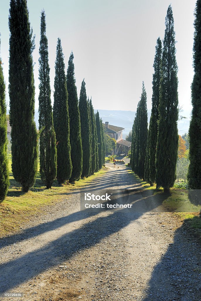 Cypress avenue w pobliżu San Quirico - Zbiór zdjęć royalty-free (Architektura)