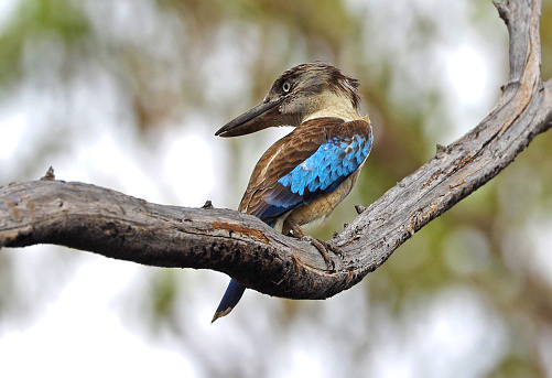 Kookaburra relaxing on branch blue wings head to side Darwin, Australia