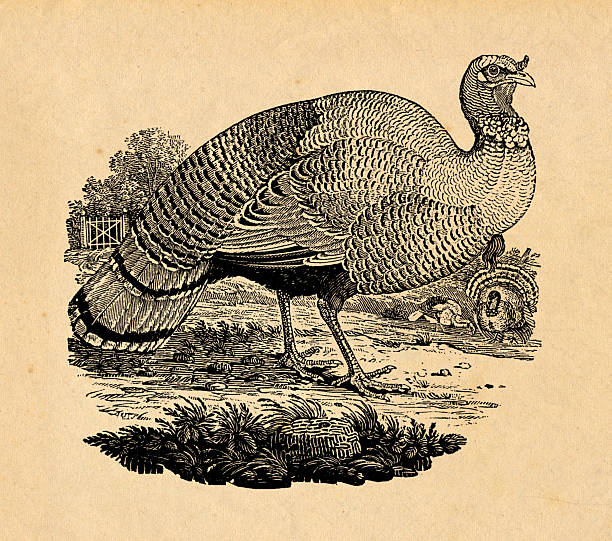 Antique print of a turkey. Woodcut engraving by Thomas Bewick (1828). Photo by N. Staykov (2007)